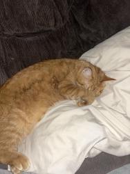Reunited Male Cat last seen Picnic area in the middle of Forest VIew apmts, The Woodlands, TX 77381