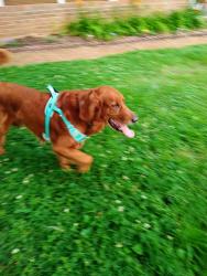 Reunited Unknown Dog last seen Ramblewood ln and dortch, Nolensville, TN 37135