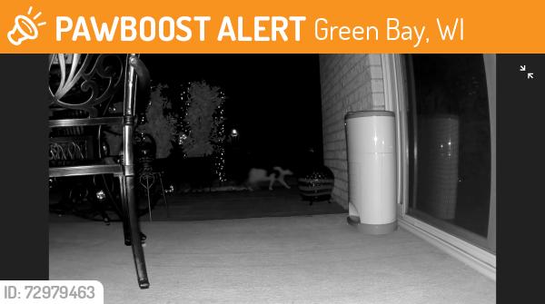 Found/Stray Unknown Cat last seen Villa Park circle, Green Bay, WI 54302