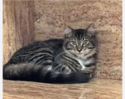 Lost Male Cat last seen Palmarita Road and Florida Mango Road, West Palm Beach, FL 33406