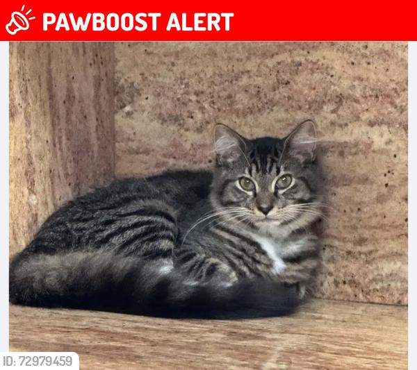 Lost Male Cat last seen Palmarita Road and Florida Mango Road, West Palm Beach, FL 33406