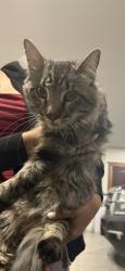 Found/Stray Unknown Cat last seen Yucca , amarillo tx, Amarillo, TX 79108