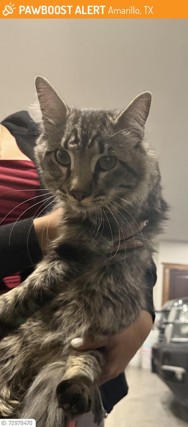 Found/Stray Unknown Cat last seen Yucca , amarillo tx, Amarillo, TX 79108