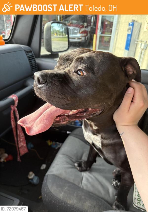 Surrendered Male Dog last seen Hill ave and clifton , Toledo, OH 43607