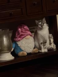 Lost Male Cat last seen 10th St , Lake Tapps, WA 98391