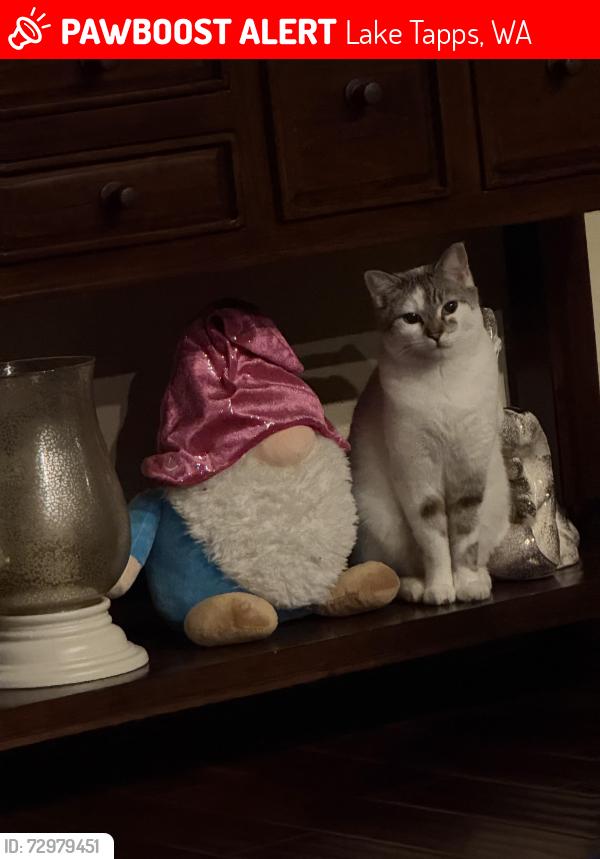 Lost Male Cat last seen 10th St , Lake Tapps, WA 98391