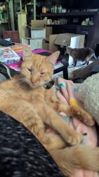 Reunited Male Cat last seen Hollywood Hgts road, Caseyville, IL 62232