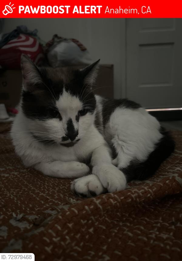 Lost Male Cat last seen Near W Alameda Ave Anaheim, CA 92801, Anaheim, CA 92815