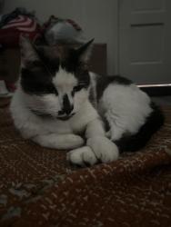 Lost Male Cat last seen Near W Alameda Ave Anaheim, CA 92801, Anaheim, CA 92815