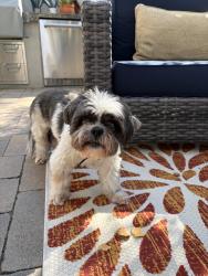 Reunited Male Dog last seen Marina hills drive and park vista, Laguna Niguel, CA 92677