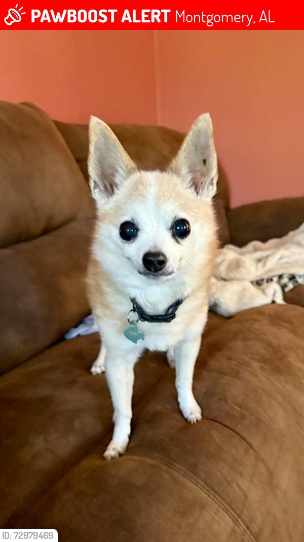 Lost Male Dog last seen South Perry and Frederick, Garden District , Montgomery, AL 36104