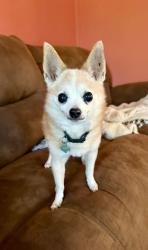 Lost Male Dog last seen South Perry and Frederick, Garden District , Montgomery, AL 36104