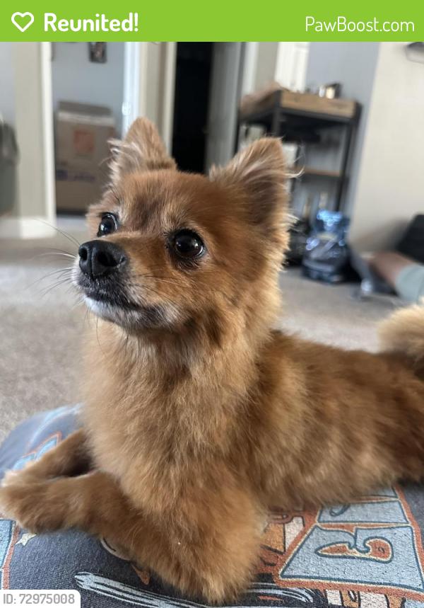 Reunited Female Dog last seen White rock lake area , Dallas, TX 75218