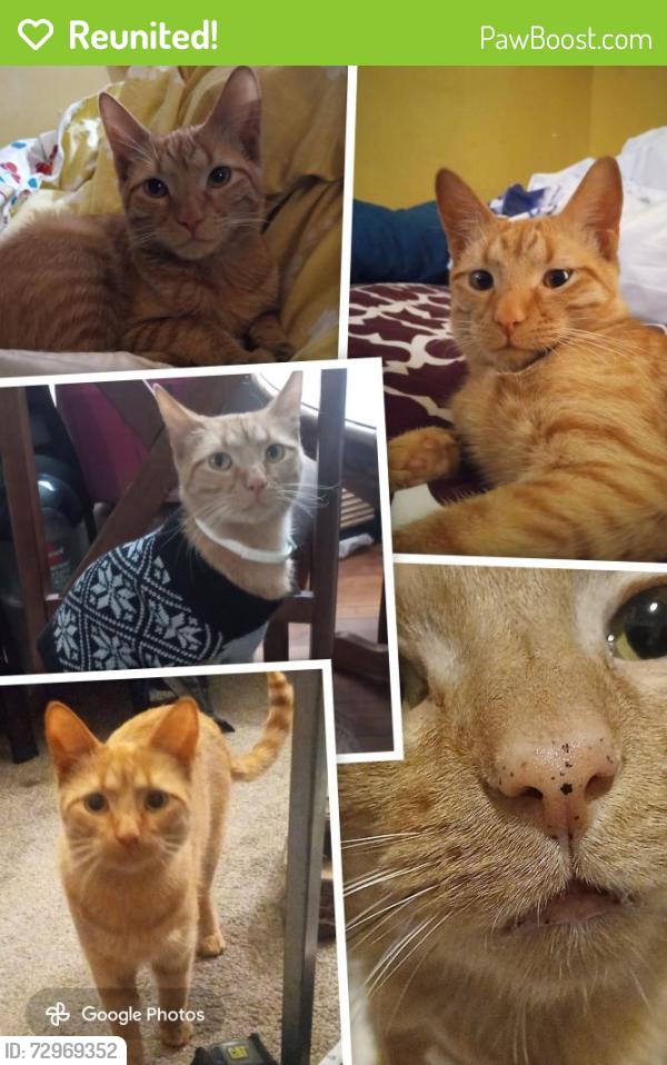Reunited Male Cat last seen 32nd & Stinson Blvd, Minneapolis, MN 55418