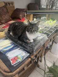 Reunited Male Cat last seen Near Allen’s Drive Grantham nh , Grantham, NH 03753