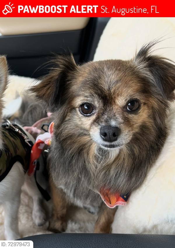 Lost Female Dog last seen Morgans Cove retention pond and woods, St. Augustine, FL 32084