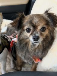 Lost Female Dog last seen Morgans Cove retention pond and woods, St. Augustine, FL 32084