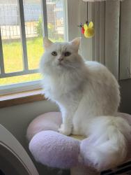 Reunited Male Cat last seen Nanaimo St & E 51st Ave, Vancouver, BC V5S 2J5