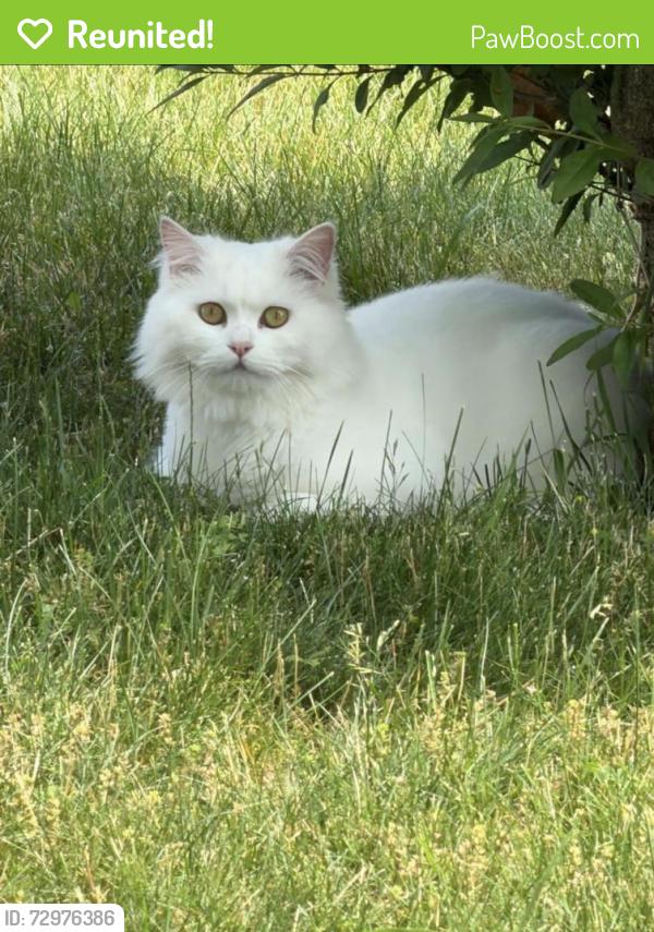 Reunited Unknown Cat last seen Tripp at Cleveland , Skokie, IL 60076