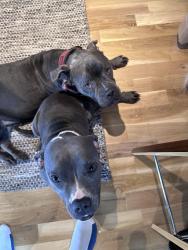 Lost Female Dog last seen North Macgregor, Houston, TX 77004