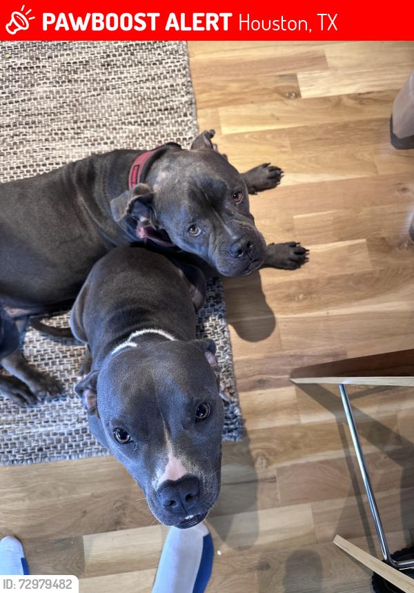 Lost Female Dog last seen North Macgregor, Houston, TX 77004