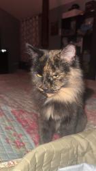 Reunited Female Cat last seen Jordan Creek Rd, Spartanburg County, SC 29385