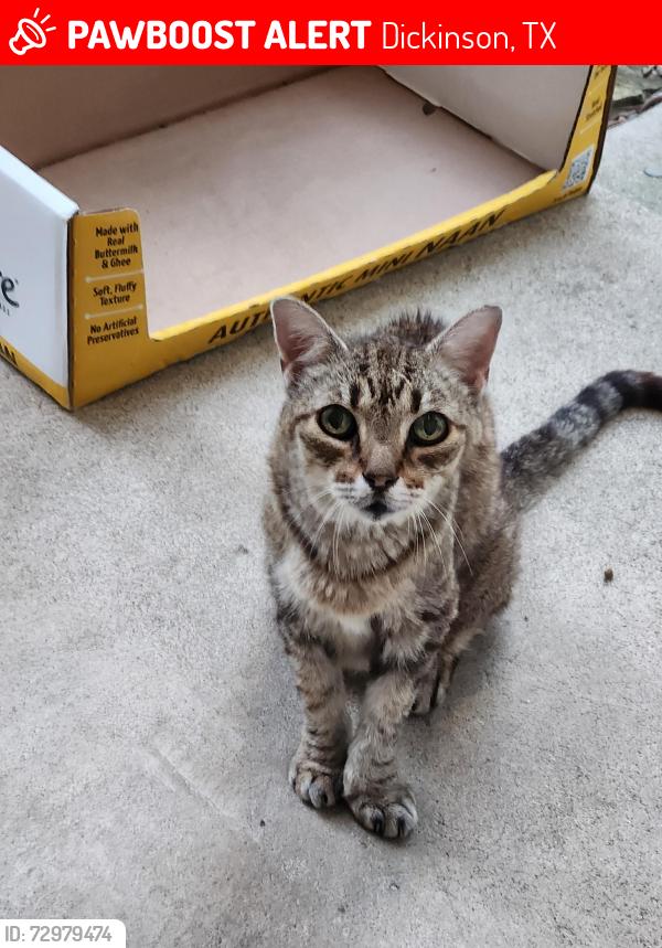 Lost Female Cat last seen Bay Colony, Centerfield, Dickinson, TX 77539