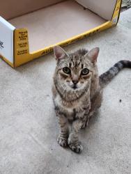 Lost Female Cat last seen Bay Colony, Centerfield, Dickinson, TX 77539