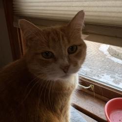 Reunited Female Cat last seen Dad Clark drive, Littleton, CO 80126