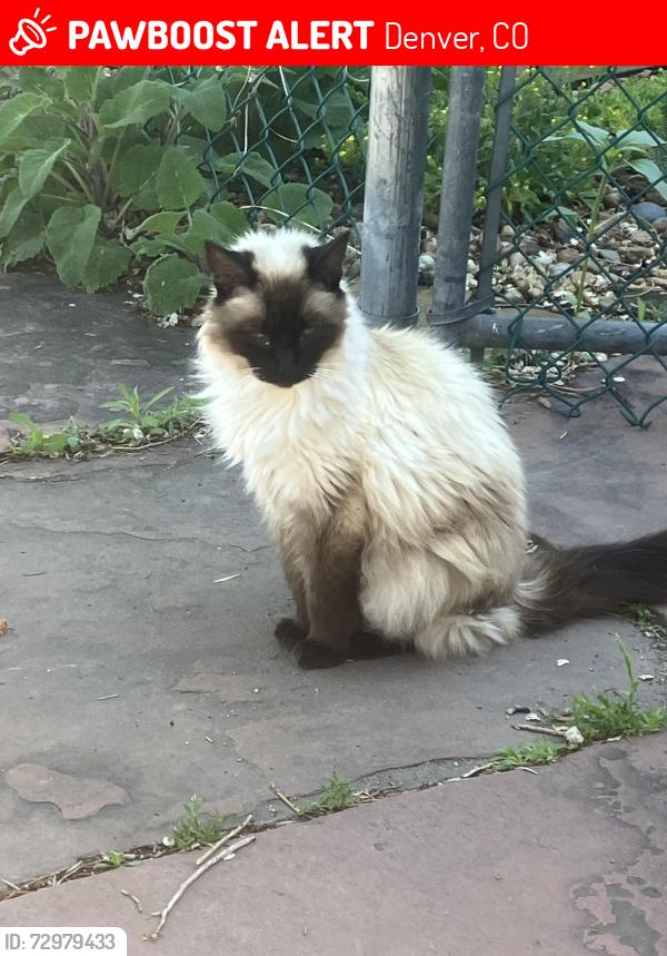Lost Female Cat last seen 8th and  Mariposa street , Denver, CO 80204