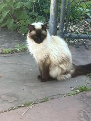 Lost Female Cat last seen 8th and  Mariposa street , Denver, CO 80204