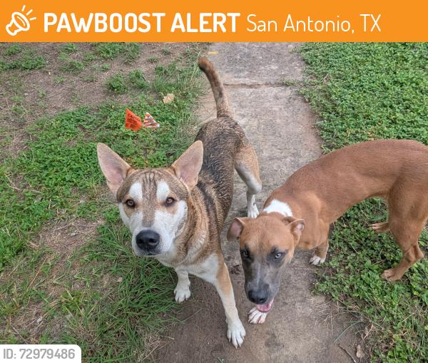 Found/Stray Unknown Dog last seen Callen Glen St, San Antonio, TX 78233