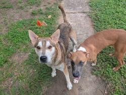 Found/Stray Unknown Dog last seen Callen Glen St, San Antonio, TX 78233