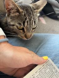 Reunited Unknown Cat last seen Cottonwood and Paseo Hermosa, Oceanside, CA 92056