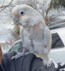 Lost Unknown Bird last seen Premier pl , Concord, CA 94520