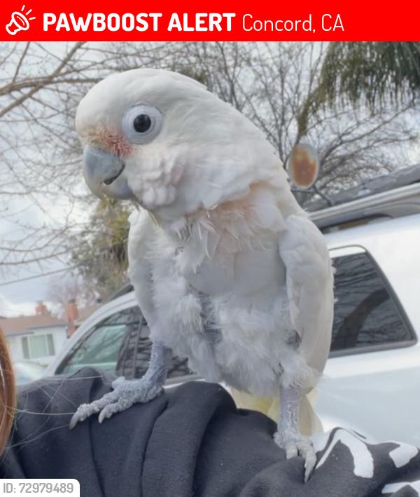 Lost Unknown Bird last seen Premier pl , Concord, CA 94520