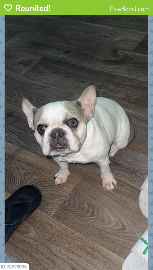 Reunited Female Dog last seen Near Perseus BRK, San Antonio, TX 78252