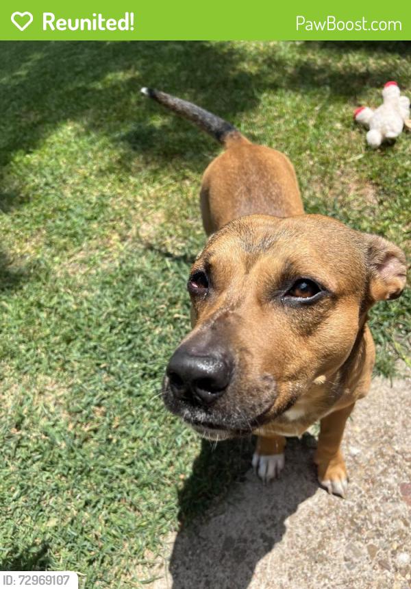 Reunited Male Dog last seen Taylor and Hillary by the empty field , Burleson, TX 76028