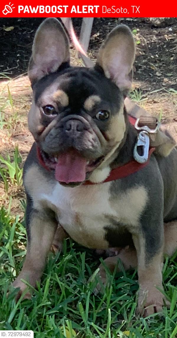 Lost Female Dog last seen Polk and pleasant run or meadows and pleasant run , DeSoto, TX 75115