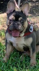 Lost Female Dog last seen Polk and pleasant run or meadows and pleasant run , DeSoto, TX 75115
