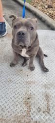 Found/Stray Male Dog last seen I10, San Antonio, TX 78201