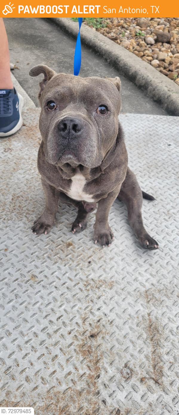 Found/Stray Male Dog last seen I10, San Antonio, TX 78201