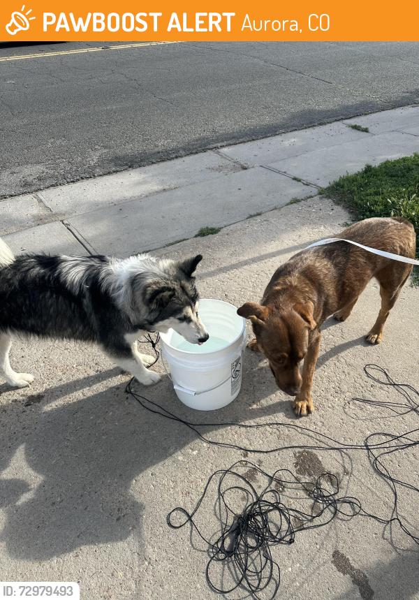 Found/Stray Female Dog last seen Near E 11th Ave, Aurora, CO 80010, Aurora, CO 80010