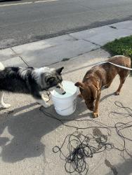 Found/Stray Female Dog last seen Near E 11th Ave, Aurora, CO 80010, Aurora, CO 80010