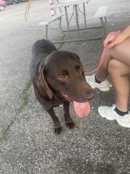 Found/Stray Male Dog last seen Near Burton St SW Wyoming, MI  49509 United States, Wyoming, MI 49509