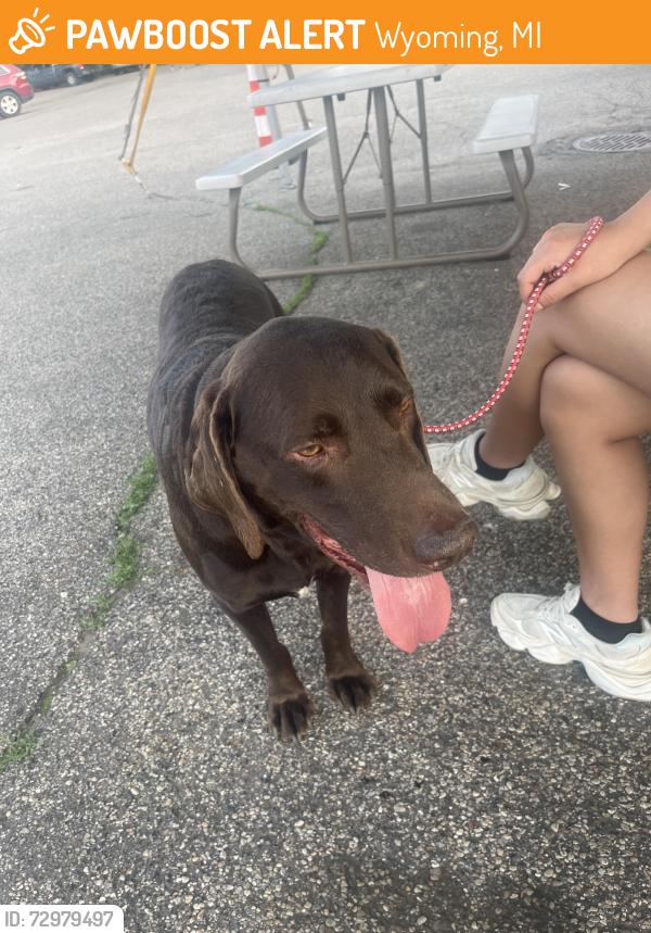 Found/Stray Male Dog last seen Near Burton St SW Wyoming, MI  49509 United States, Wyoming, MI 49509