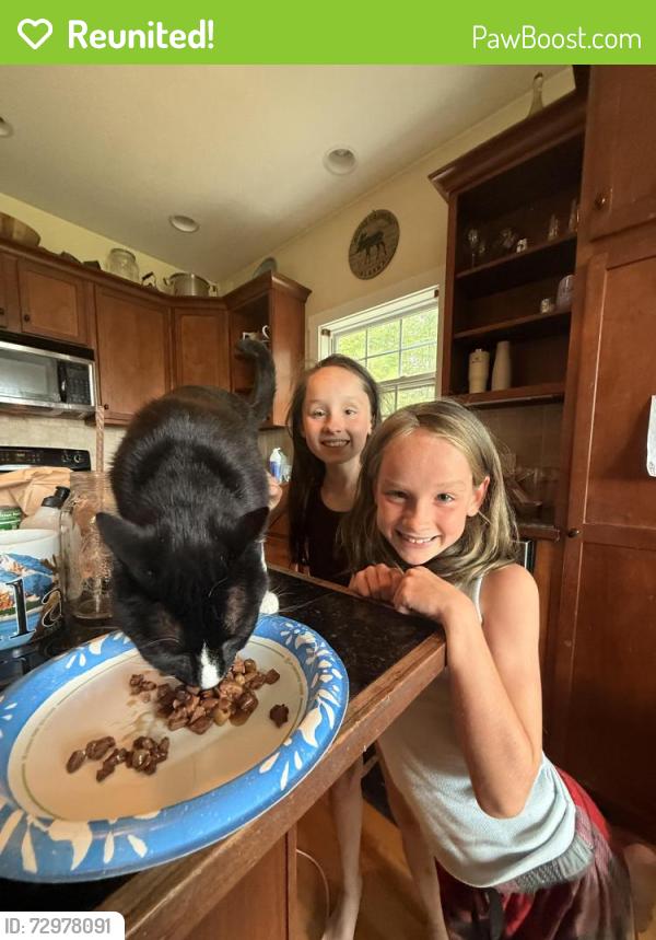 Reunited Male Cat last seen Butler Ridge Trail , Hendersonville, NC 28792