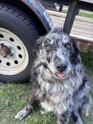 Lost Female Dog last seen FM 850 near CR 2258, Tyler, TX 75707