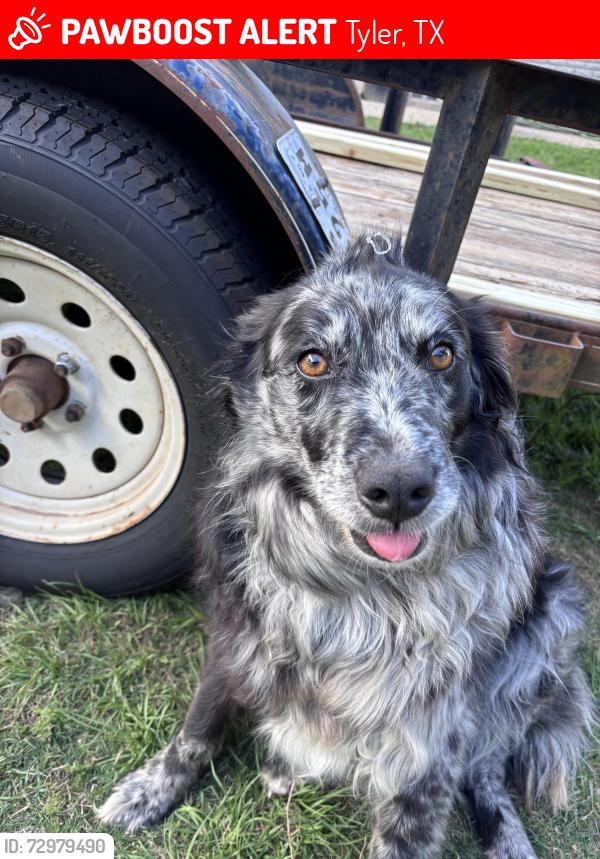 Lost Female Dog last seen FM 850 near CR 2258, Tyler, TX 75707