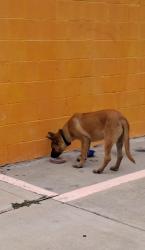 Found/Stray Male Dog last seen Pansy St, Pasadena, TX 77505